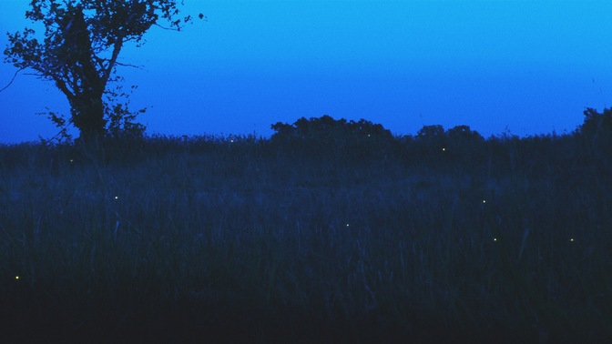 Fireflies_Field_HD.jpg