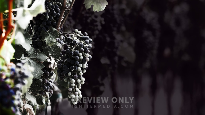 Rebellion_in_the_Vineyard_16x9-BACKGROUND#preset=tg_bg.jpg