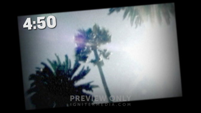 Palm Tree.jpg
