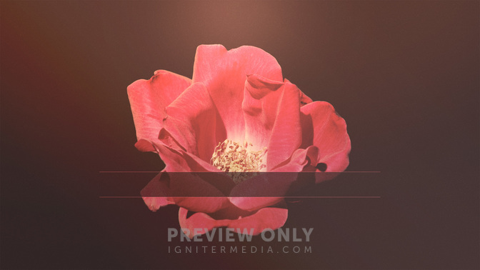 Simple_Flowers-See_You_Later_WIDE-TITLE-3#preset=tg_title3.jpg