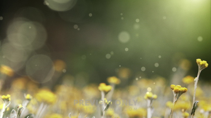 Spring_Blooms_HD.jpg