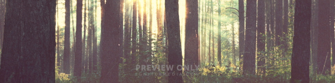 Forest_MS_1920x480.jpg