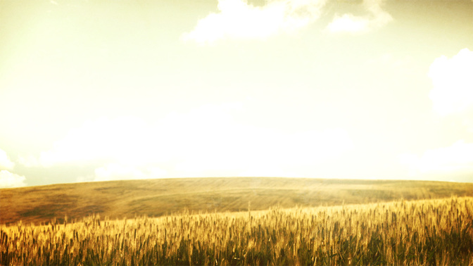 Grassy_Meadow_-_Wheat_16x9.jpg