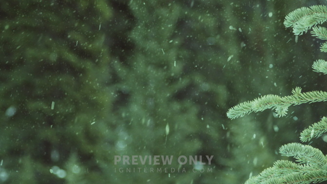 Winter_Snow_Evergreen_HD.jpg