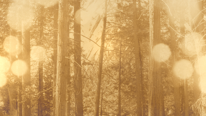 Golden_Harvest_Forest_720p_Preview.jpg