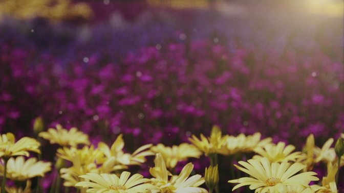 Spring_Daisies_HD.jpg