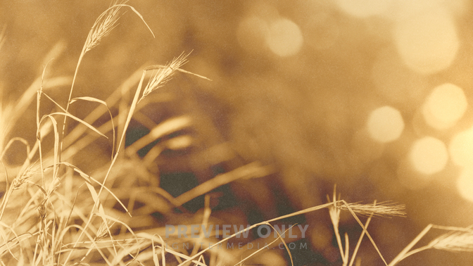 Golden_Harvest_Wheat_720p_Preview.jpg