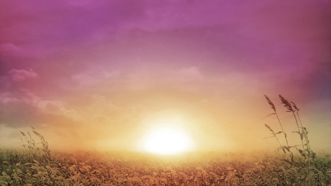Sunrise_Wheat_HD.jpg