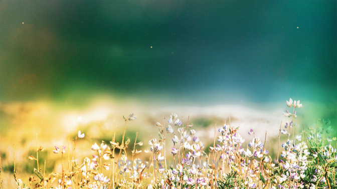 Offering_Fields_of_Bloom_WIDE-TITLE-3#preset=tg_title3.jpg