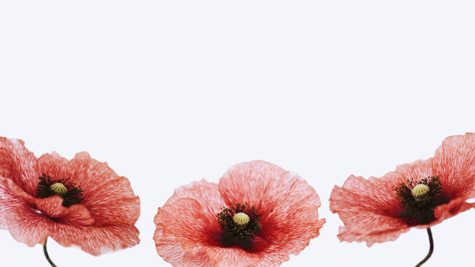Patriotic Poppies_TT3_Title_WIDE#preset=tg_title3.jpg