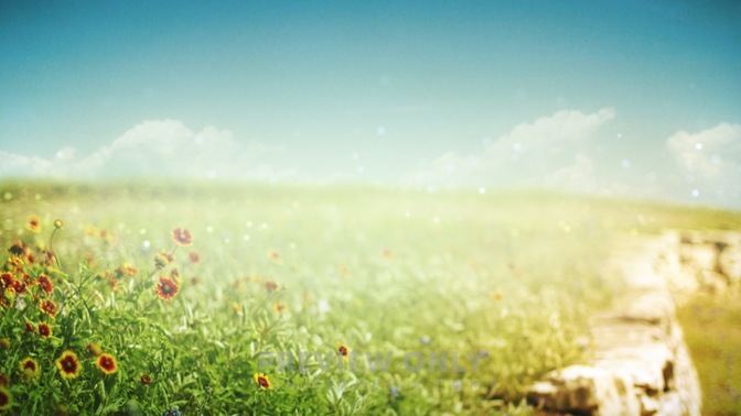 Field-1280x720.jpg