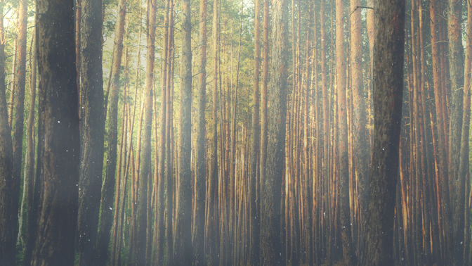 forest morning