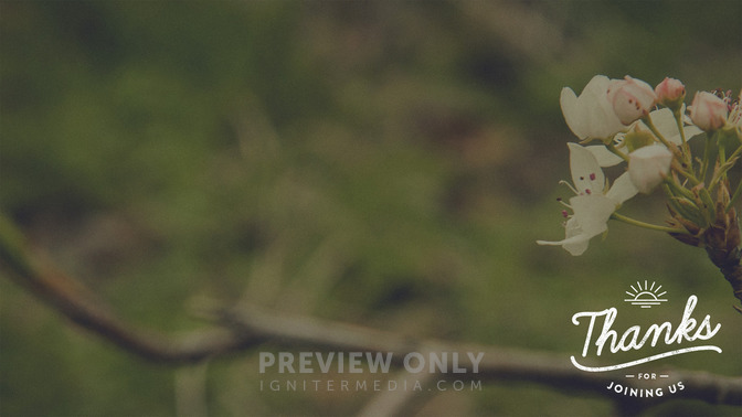 Blossoms_-_Thanks_16x9-CONTENT-1#preset=tg_alt1.jpg