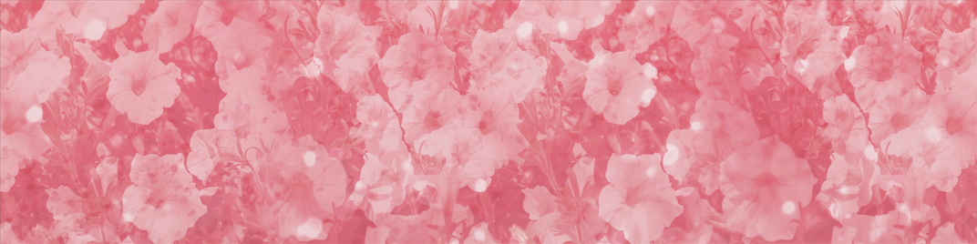 Pink_Flowers_MS_1920x480.jpg