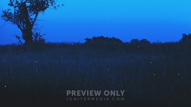 Fireflies_Field_HD.jpg