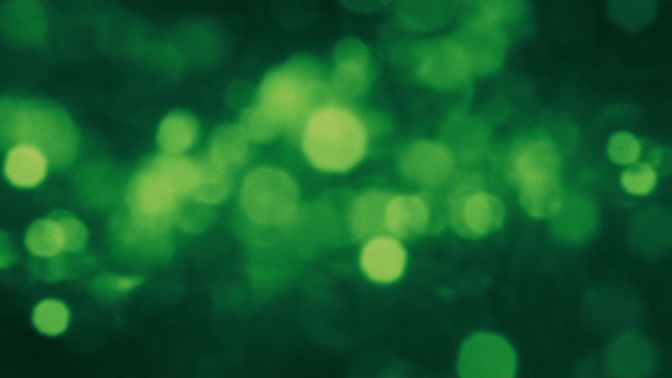 Bush_Bokeh_Green_HD.jpg