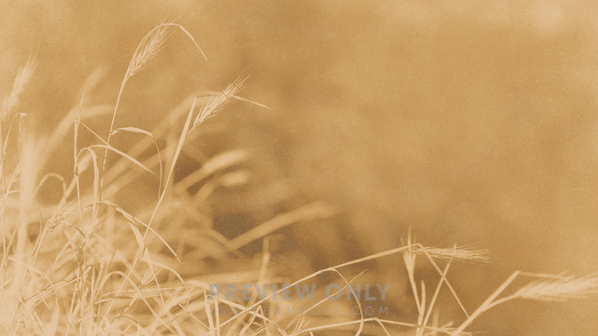 Golden_Harvest_-_God_Bless_16x9-BACKGROUND#preset=tg_bg.jpg