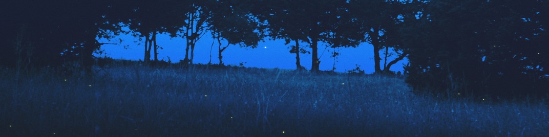 fireflies - tree cover