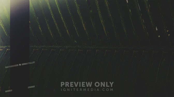 Macro_Easter_-_Palm_Sunday_16x9-CONTENT-3#preset=tg_alt3.jpg