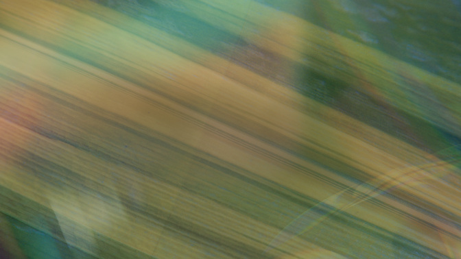 Easter Textures_Easter Texture_TT3_Palm_Giving_WIDE#preset=tg_title3.jpg