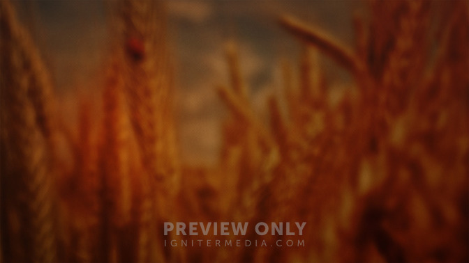 Thanksgiving_16x9-CONTENT-3#preset=tg_alt3.jpg
