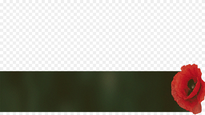Field of Poppies_L3_TH_Title_WIDE#preset=tg_transparent_png_preview.jpg