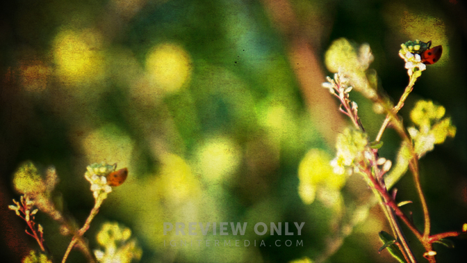 WL_Nature_Leaves_720p_Preview.jpg