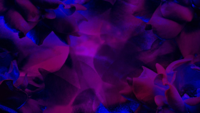 large flower dark purple
