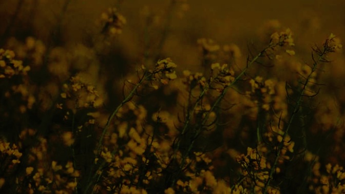Flowers_16x9.jpg