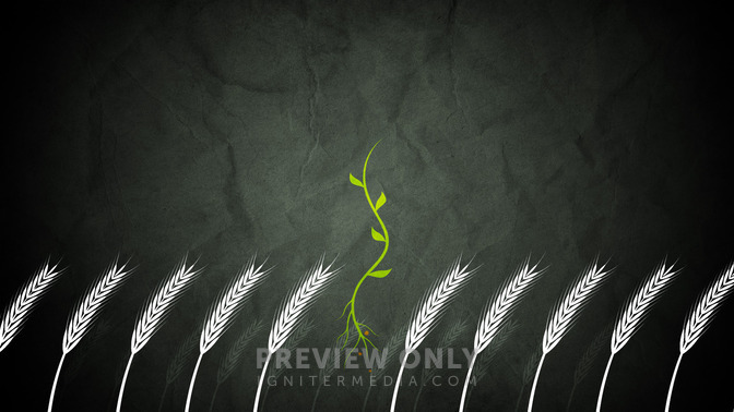 Discerning_Wheat__Weeds_16x9-TITLE-3#preset=tg_title3.jpg