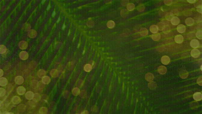 Palm_Bokeh_16x9.jpg