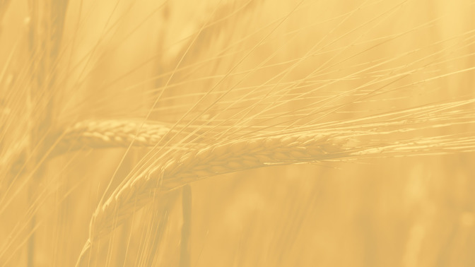 Thanksgiving_16x9-BACKGROUND#preset=tg_bg.jpg