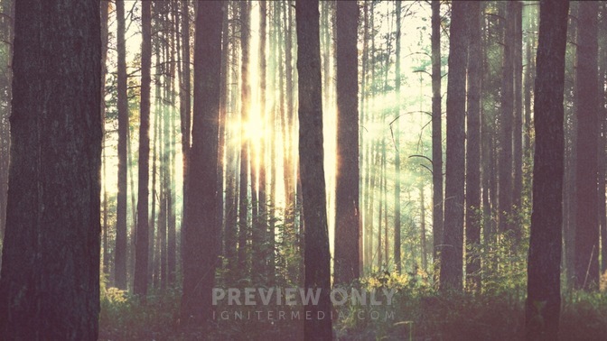 Forest_16x9.jpg