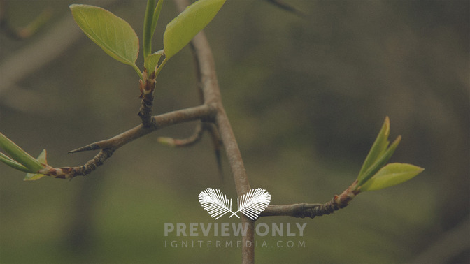 Blossoms_-_Palm_Sunday_16x9-TITLE-3#preset=tg_title3.jpg