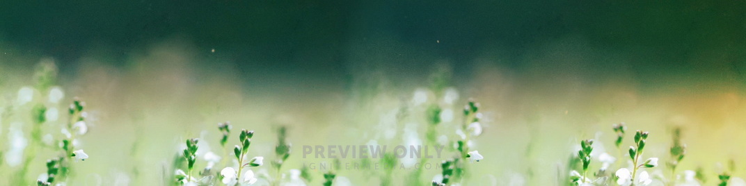 Fields_Of_Bloom_4_MS_1920x480.jpg