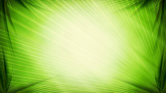palm leaves