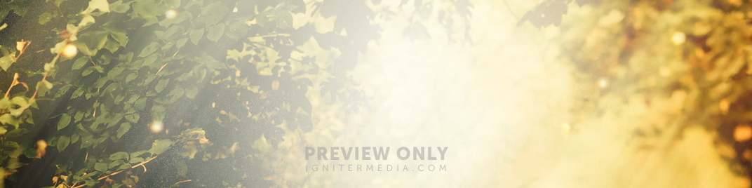 Light_Branches_MS_1920x480.jpg