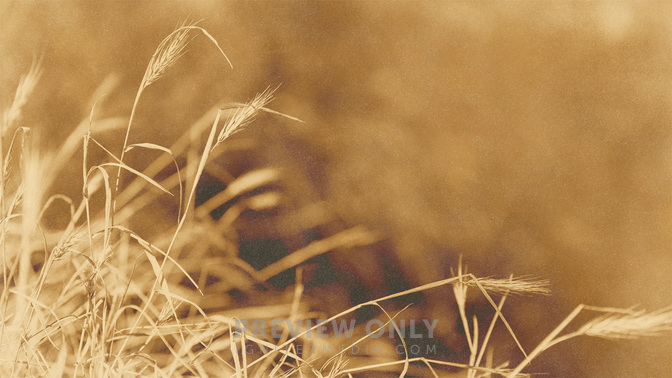 Golden_Harvest_-_Wheat_16x9.jpg