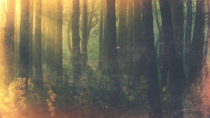 Revival-WIDE#preset=tg_title3.jpg