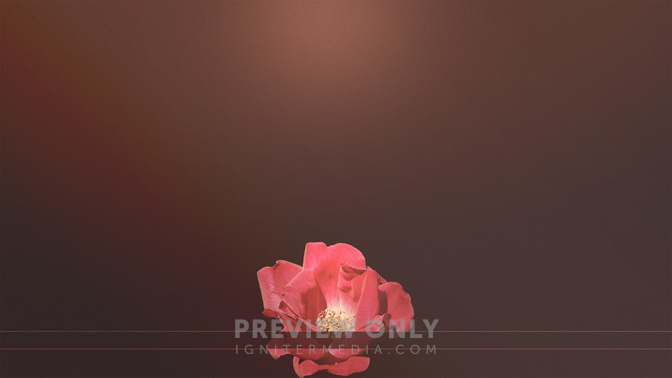 Simple_Flowers-See_You_Later_WIDE-CONTENT-3#preset=tg_alt3.jpg