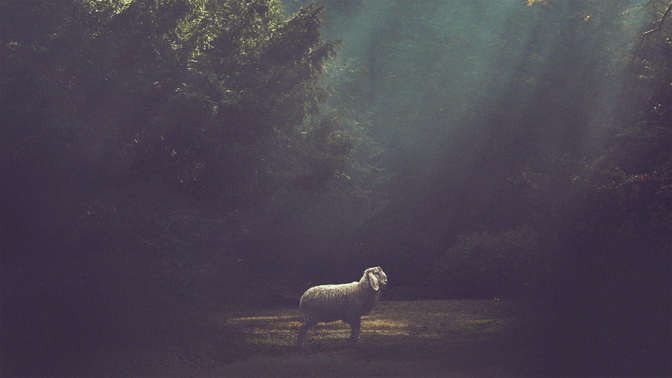 Sheep_Without_A_Shepherd_WIDE-TITLE-3#preset=tg_title3.jpg