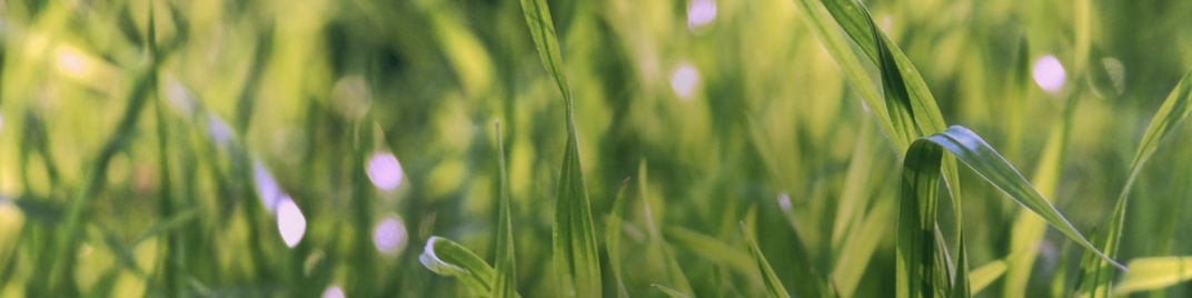 Spring_2020_Field_UW_SD.jpg
