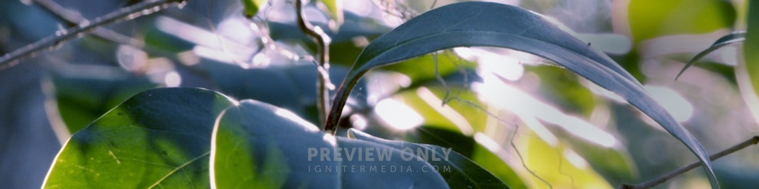 Spring_2020_Tree_UW_SD.jpg