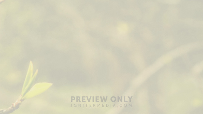 Blossoms_-_Palm_Sunday_16x9-BACKGROUND#preset=tg_bg.jpg