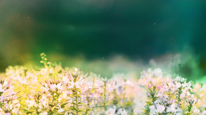 Events_Fields_of_Bloom_WIDE-TITLE-3#preset=tg_title3.jpg