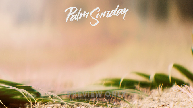 Palm-WIDE#preset=tg_alt1.jpg