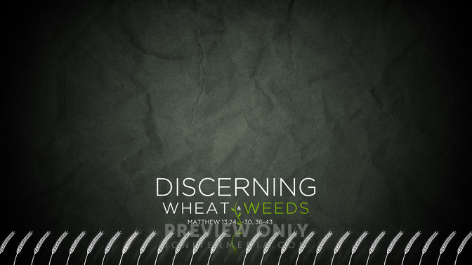 Discerning_Wheat__Weeds_16x9-CONTENT-1#preset=tg_alt1.jpg