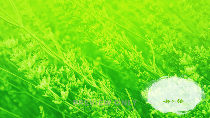 Flower_Fields-Welcome_WIDE-CONTENT-3#preset=tg_alt3.jpg