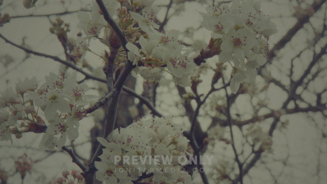 Blossoms_Many_HD.jpg