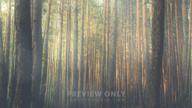 ForestMorning-720p.jpg